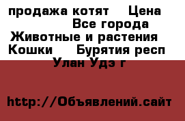 продажа котят  › Цена ­ 15 000 - Все города Животные и растения » Кошки   . Бурятия респ.,Улан-Удэ г.